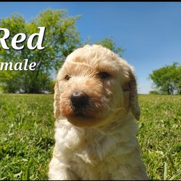 Labradoodle Puppies from Silver Acorn Doodles