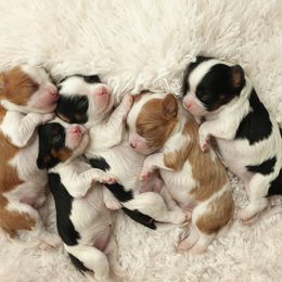 Cavalier King Charles Spaniel Puppies from Westchester Cavaliers