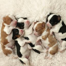 Cavalier King Charles Spaniel Puppies from Westchester Cavaliers