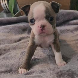 Gray collar - Blue male Boston Terrier puppy in Shreveport, Louisiana from Cristi's Port Bostons