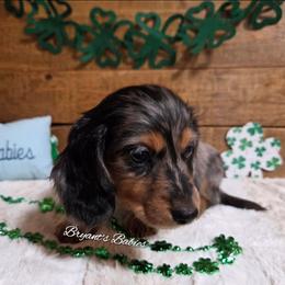 Gray collar - Dapple male Dachshund puppy in Webb, Alabama from Bryant's Babies