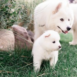 Marshmallow - White female Samoyed puppy in Morgan, Utah from Mountain Legacy Samoyeds