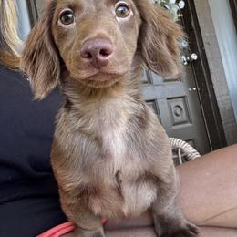 Moose - Chocolate male Dachshund puppy in Bentonville, Arkansas from T & D Dachshunds by design