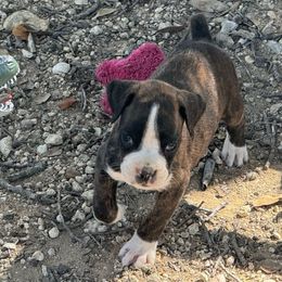 Cyrus - Brindle male Boxer puppy in Briggs, Texas from Dark Horse Boxers