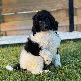 Charli - Parti female Poodle puppy in Hutto, Texas from Scarlett Rose Ranch Poodles