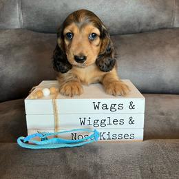 Monty - Wild boar and cream male Dachshund puppy in Stuart, Iowa from Johnson Family Paws