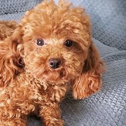 Ruby - Poodle