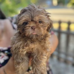 Cinnamon - Red and white Shih Tzu puppy in California from Precious Shih Tzus