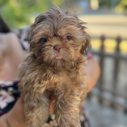 Cinnamon - Red and white Shih Tzu puppy in California from Precious Shih Tzus