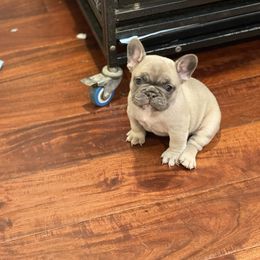 French Bulldog Puppies from Fabi's French Bulldogs