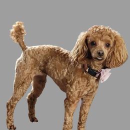 Rose - Poodle