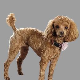 Rose - Poodle