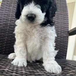 Sheepadoodle Puppies from Pretty Perfect Pups