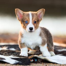 O'Malley - 1250 - Sable and white male American Corgi puppy in Star City, Arkansas from T4 Farms
