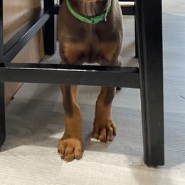 Doberman Pinscher Puppies from Jensen Dobermans