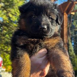 Borys - Black and red male German Shepherd puppy in Snohomish, Washington from Wataha Shepherds