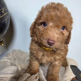 Kona - Apricot male Aussiedoodle puppy in Haleyville, Alabama from The Cuddly Dood Ranch
