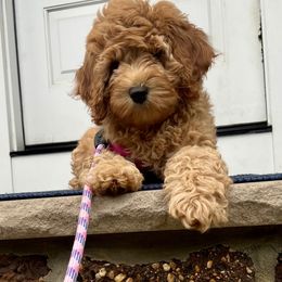Bernedoodle and Cavapoo Puppies from Wonderful World Doodles