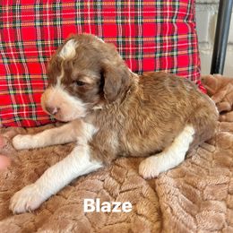 Blaze - Parti male Poodle puppy in Athens, Georgia from Alexander’s Standard Poodles