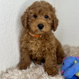 Goldendoodle and Poodle Puppies from Katy's Toy Poodles & Doodles