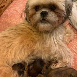 Shih Tzu Puppies from Arica Gogol's Shih Tzus