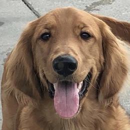 Mack - Goldendoodle