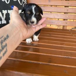 Black Tri Male - Black tri male Toy Australian Shepherd puppy in Brashear, Texas from Double R farms