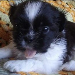 Shih Tzus from Shih-Tzu Adventures
