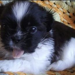 Shih Tzus from Shih-Tzu Adventures