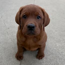 Della - Yellow female Labrador Retriever puppy in South Lyon, Michigan from Matoskah Meadows Labradors