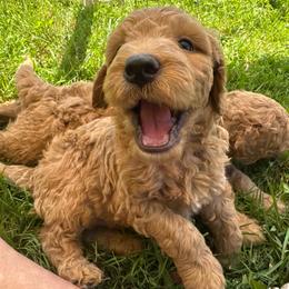 Swiss - Gold male Bordoodle puppy in Canfield, Ohio from Poo's Doo's & Inu's