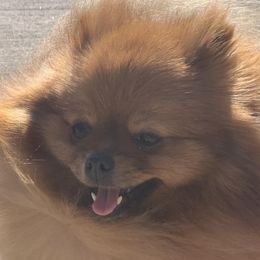 Verona - Pomeranian