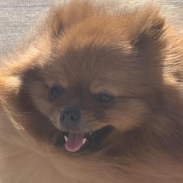 Verona - Pomeranian