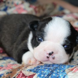 Boston Terrier Puppies from Honor Bound Boston Terriers