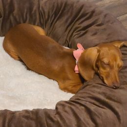 Dachshunds from Jarvis Dachshunds