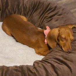 Dachshunds from Jarvis Dachshunds