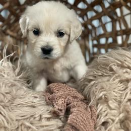 Mr Orange - Light golden male Golden Retriever puppy in Morrill, Kansas from Grimm Girls Farm