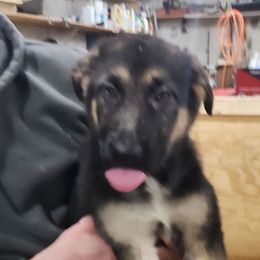 Femal 5 - Bi-color German Shepherd puppy in Osage, Minnesota from Catensrd