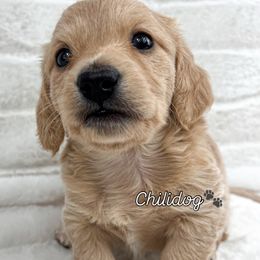 Dachshund Puppies from Chilidog Dachshunds