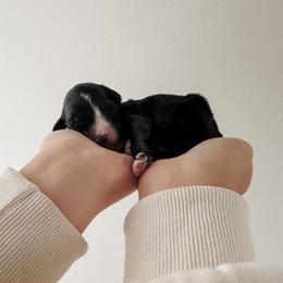 Nada - Black female Sheepadoodle puppy in Wabash, Indiana from DOODCompany