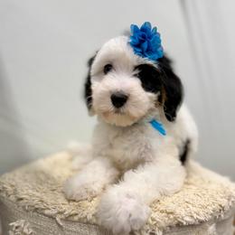Christmas Vacation - Tri-color female Bernedoodle puppy in Hegins, Pennsylvania from Bubbling Springs Doodles, LLC