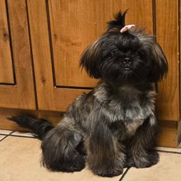 Shih Tzu Puppies from Shih Tzus of Gilbert