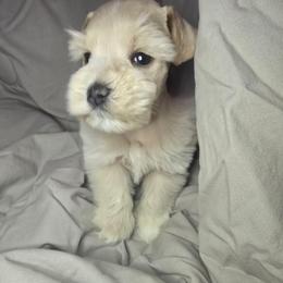 Mostly red and white girl - Parti female Miniature Schnauzer puppy in Calera, Alabama from Burnett Cove Kennels