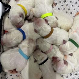 Boy 6 - male Golden Retriever puppy in Waterloo, Indiana from All 4 Paws of Pheasant Run