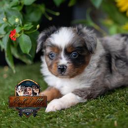 Spotlight - Blue merle male Miniature American Shepherd puppy in Granbury, Texas from Best Little Aussies