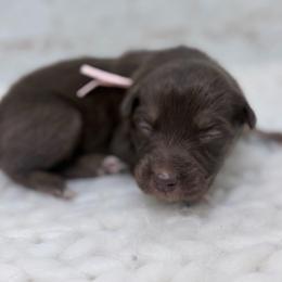 Cheer Bear - Pink Collar - Red & white female Australian Shepherd puppy in San Marcos, California from Faith Family Freedom Farm