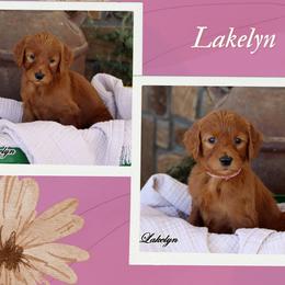 Lakelyn - Standard F1B - Red  female Goldendoodle puppy in Lebanon, Missouri from Knapp's Paw Prints