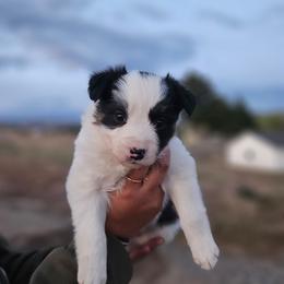 Sage - Tri-color female Border Collie puppy in Dewey, Arizona from Fásach Stockdogs