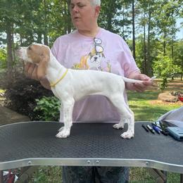 Yellow Collar Girl - Orange and white female Pointer puppy in Youngsville, North Carolina from Dogma Pointers & Bulldogs