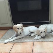 Saluki Puppies from Kushiel Salukis